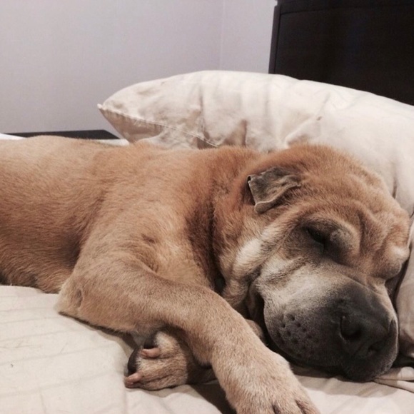 Meet your Posher, xoxo klowe - Picture 5 of 12